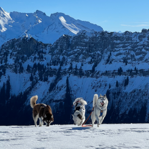 Randonnée raquettes neige avec son chien à la Montagne des Auges au plateau des Glières