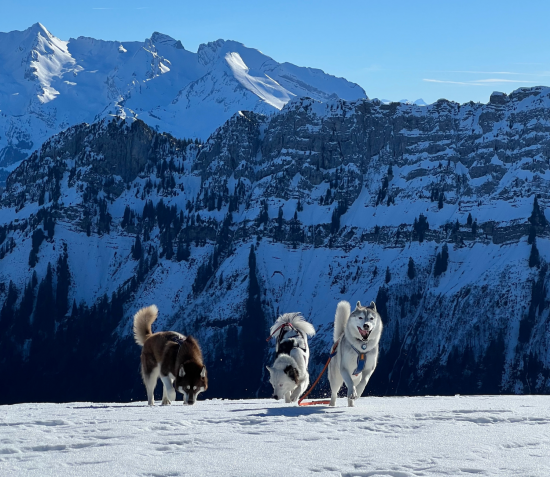 Randonnée raquettes neige avec son chien à la Montagne des Auges au plateau des Glières