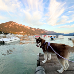 Photo d'un chien au bord du lac d'Annecy avec les montagnes et un grand soleil