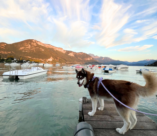 Photo d'un chien au bord du lac d'Annecy avec les montagnes et un grand soleil