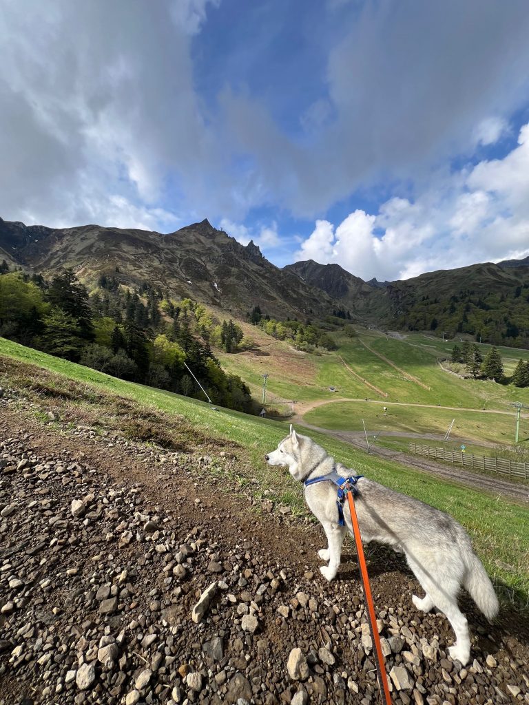 Marche en montagne avec son chien sur le massif du Sancy