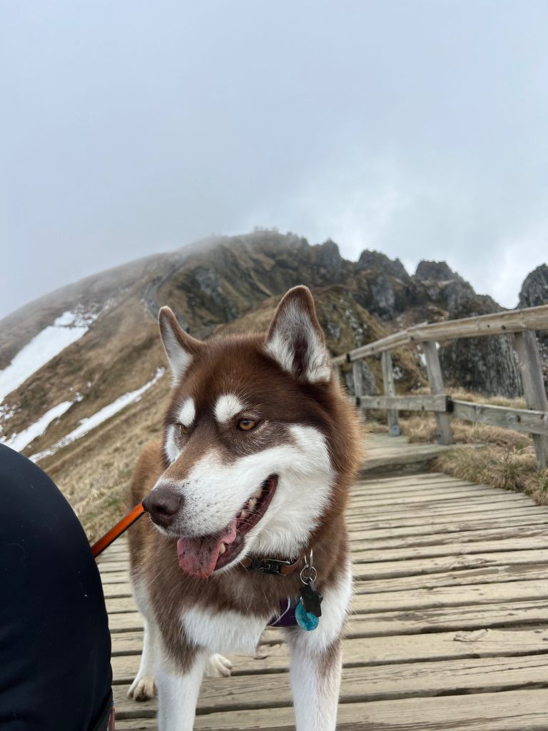 Chien heureux en balade dans le massif du Sancy, en Auvergne