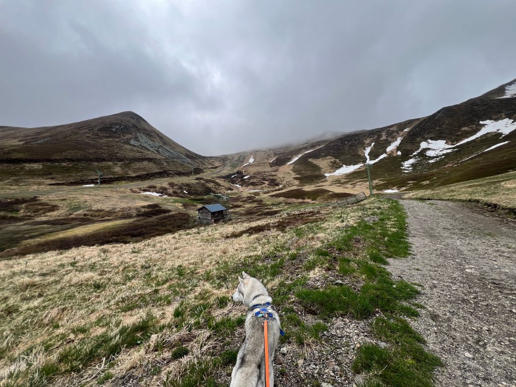 Chien posant au sommet du Puy de Sancy avec vue sur la chaîne des Puys