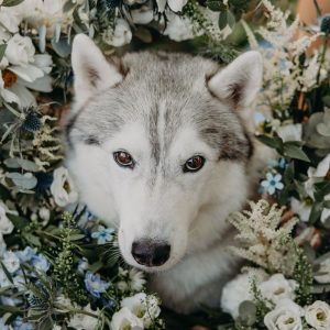 shooting photo chien mariage