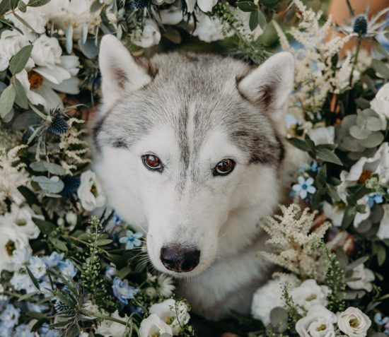 shooting photo chien mariage