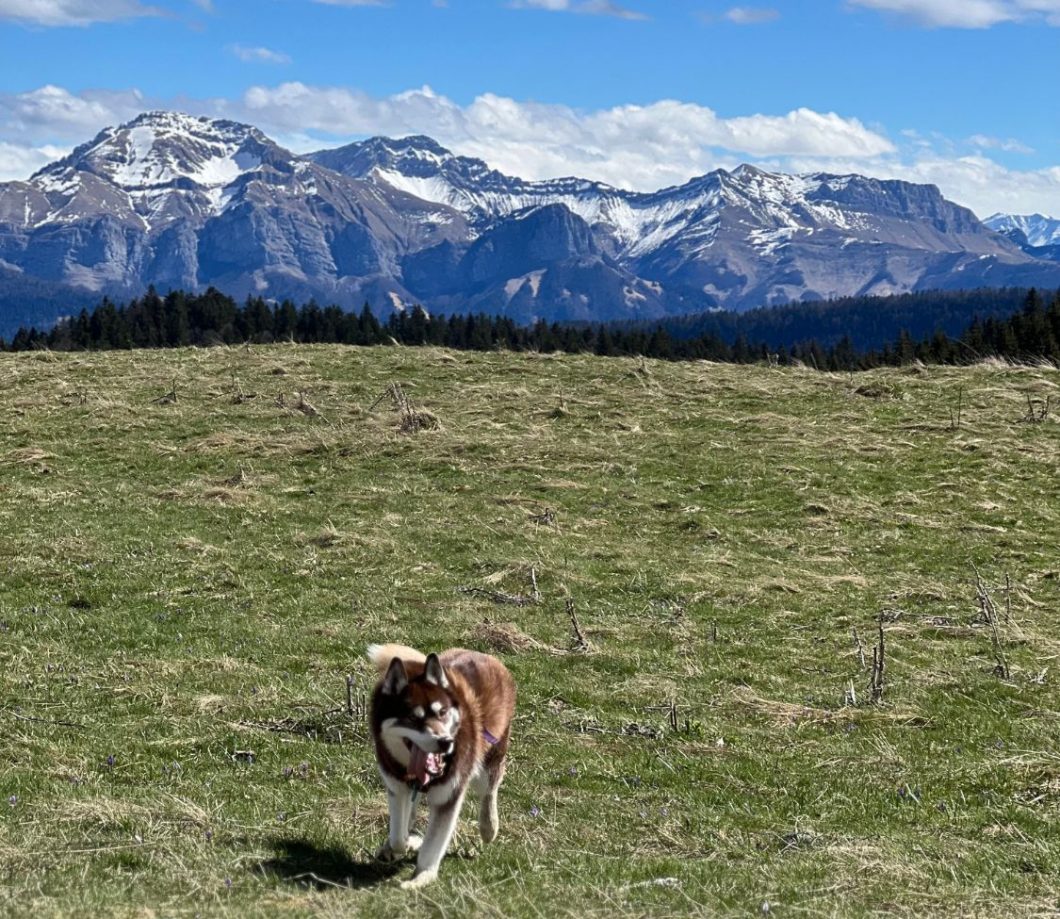 Randonnée avec son chien Savoie