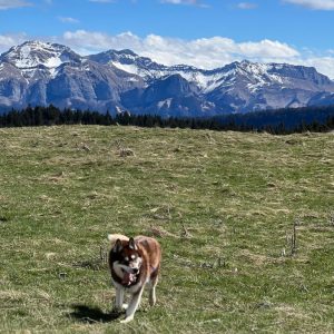 Randonnée avec son chien Savoie