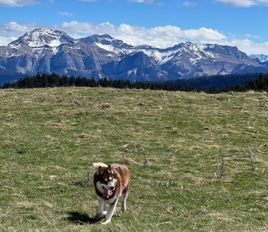 Randonnée avec son chien Savoie