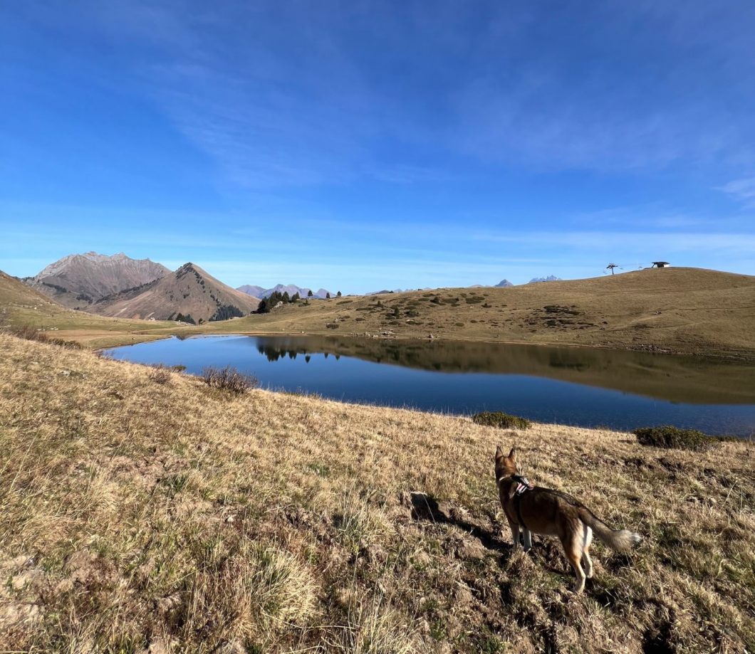 randonnée avec son chien en Haute Savoie facile et accessible