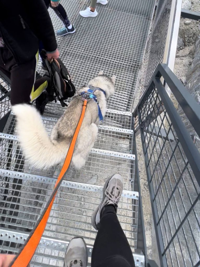 Chien descendant les escaliers de la Mer de Glace au Montenvers à Chamonix