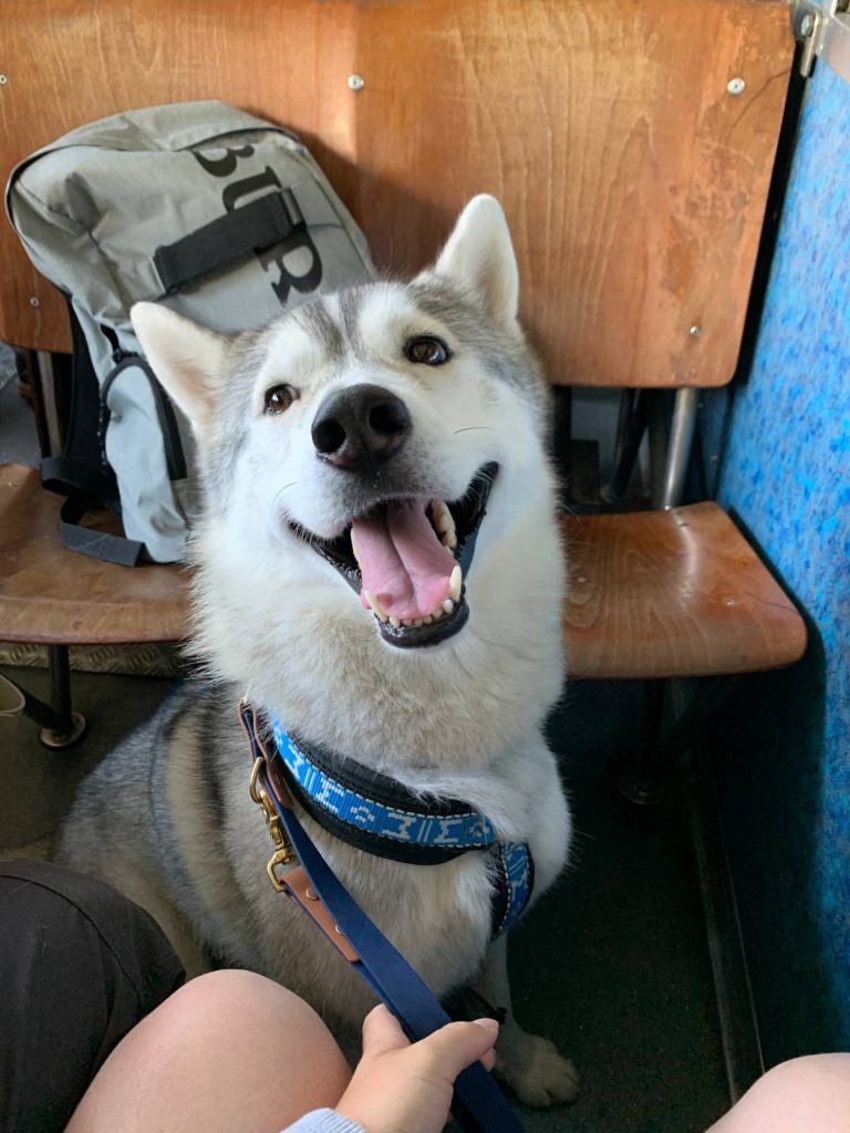 Chiens dans le train du Montenvers pour la visite de la grotte de Glace