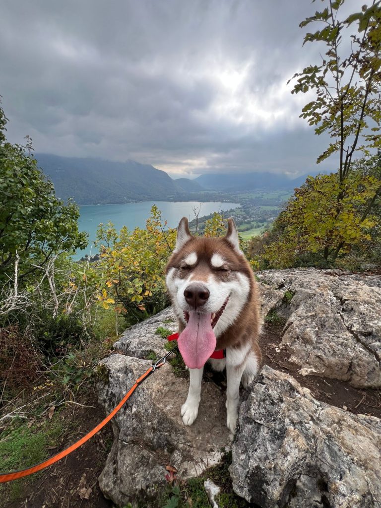 Chien sur le sentier rocheux de la boucle du Taillefer au-dessus du lac d’Annecy