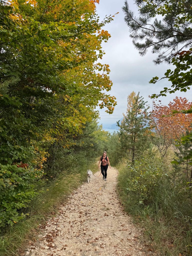 Chemin en forêt sur la randonnée de l’arête du Taillefer à Duingt